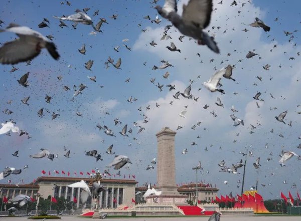 贵海国际 参加阅兵的鸽子都是“借”的？北京市民：鸽子已到家